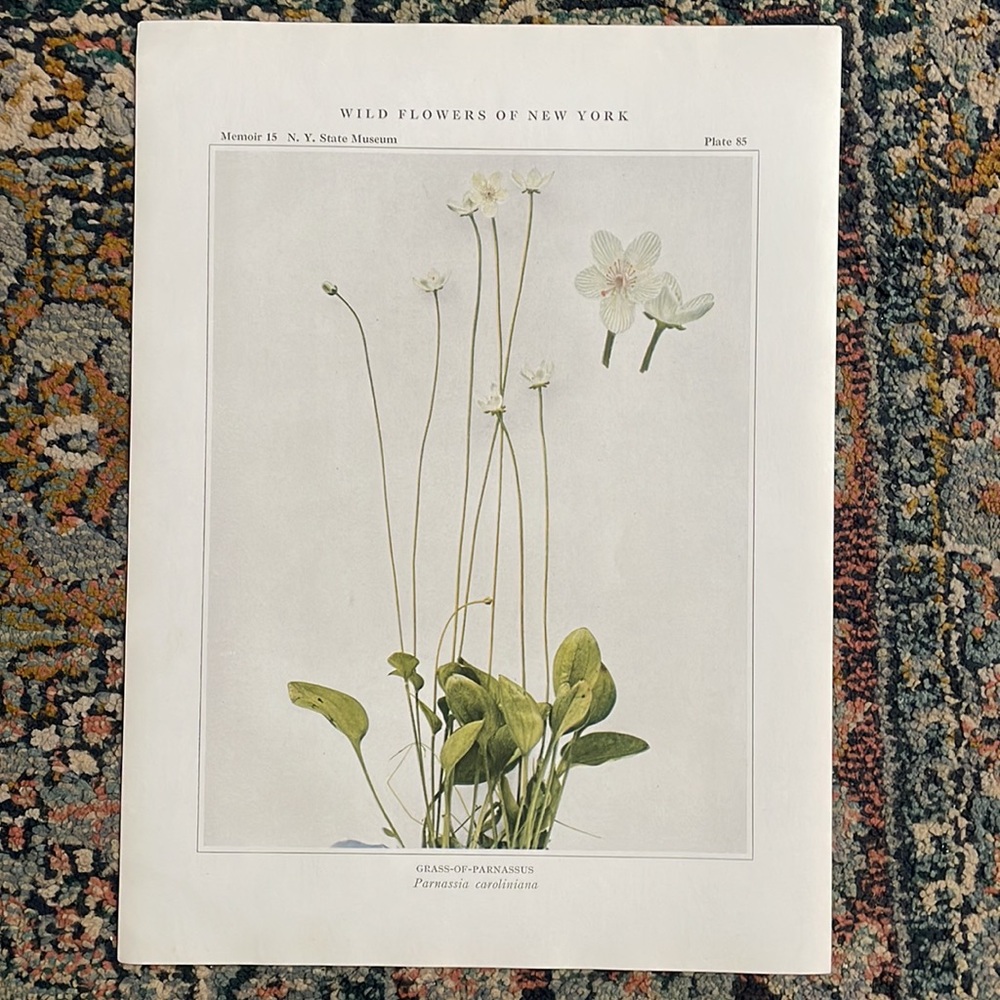 🖤5/$25 Antique Botanical Plant Print Original over 100 years old white flower